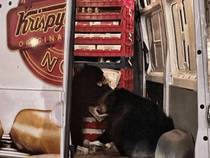 Bears raid Krispy Kreme doughnut van on Alaska Air Force Base