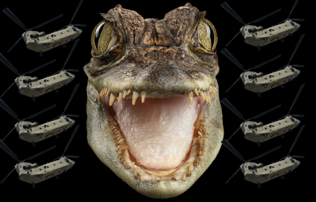 Military helicopter noise sets mood for Australian crocodile mating