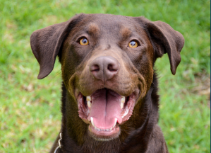 Duke LeDuc joins cutest canine Dina in TSA’s annual calendar