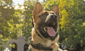 Fort Carson soldier allegedly stabs police dog during DV check