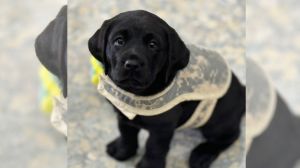 Paws with a cause: Puppies train to help veterans manage mental health