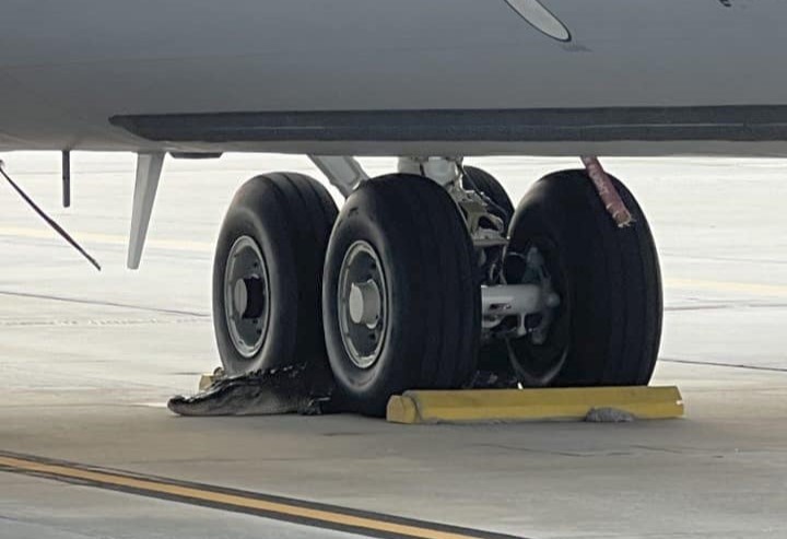 Air Force says ‘see ya later’ to gator happily blocking plane’s wheels