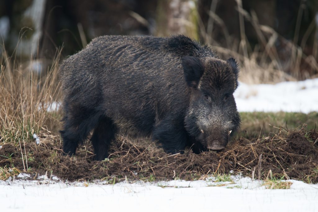 Let slip the hogs of war — wild pigs thwart ISIS ambush, kill 3 militants