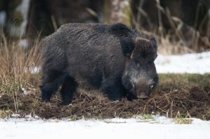 Let slip the hogs of war — wild pigs thwart ISIS ambush, kill 3 militants