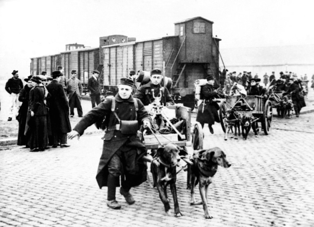 Beasts of burden and their fate in World War I