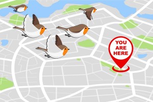 Military-funded research looks for the secret to GPS-free navigation in a bird’s eye
