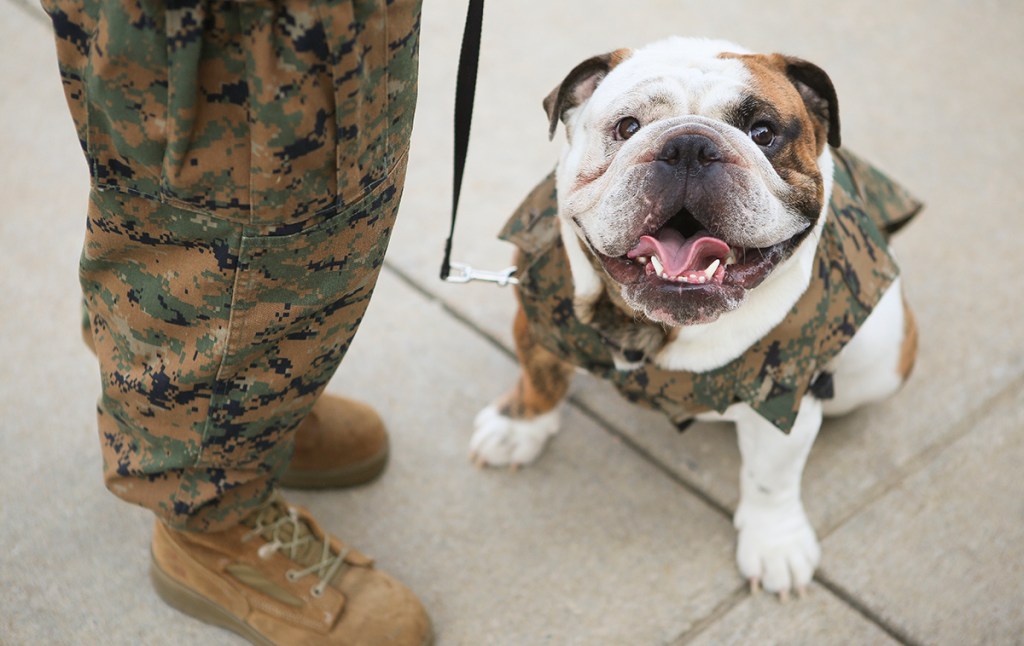 At 1 ½ years old, this Devil Dog mascot is the newest Marine Corps lance corporal