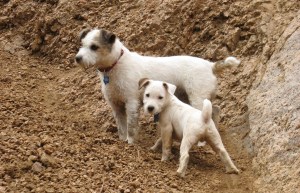 VA to largely end animal testing on dogs, cats within two years