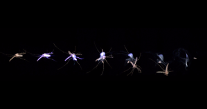 Laser zaps mosquitoes out of the sky