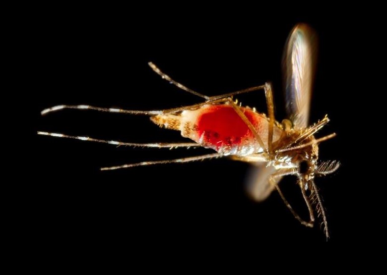 Human testing begins on Zika virus vaccine developed by the Army