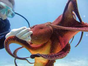 Army, Cornell researchers study octopus skin to use in camouflage