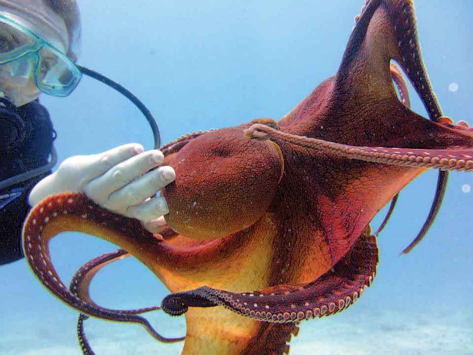 Army, Cornell researchers study octopus skin to use in camouflage