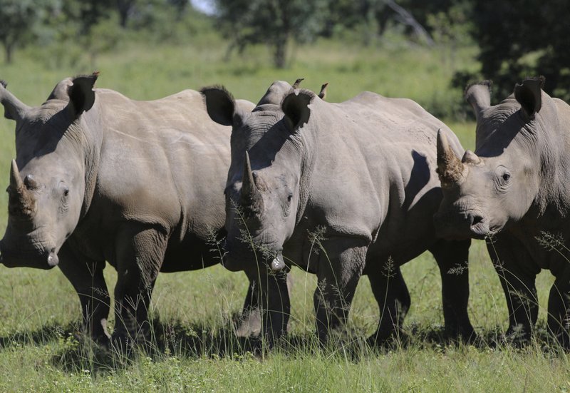 U.S. combat veterans in Africa turn skills to protecting rhinos, fighting PTSD