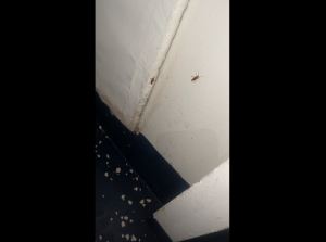 USS Rushmore has a roach problem