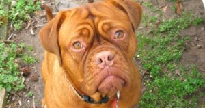 CFC funds help boost pets-for-veterans program