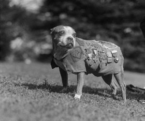 Stubby’s story: All about the iconic World War I ‘war dog’ … and star of an upcoming animated film