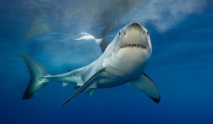 What the Army can learn from “Jaws”