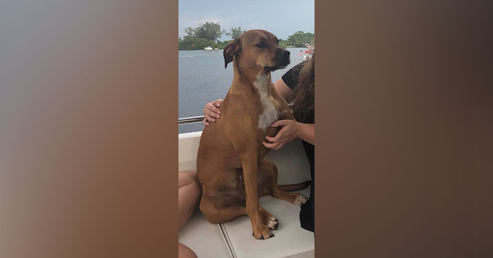 Marine veteran’s service dog returned after gas-stop vehicle theft
