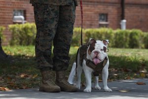 ‘Genetic tolerance to the heat and humidity’: Marines search for next Parris Island mascot